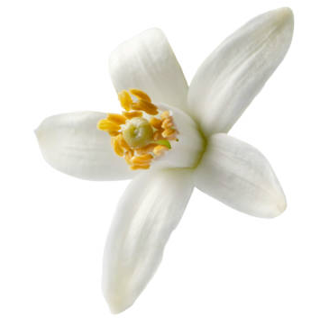 fleur d'oranger hydrolat laboessie